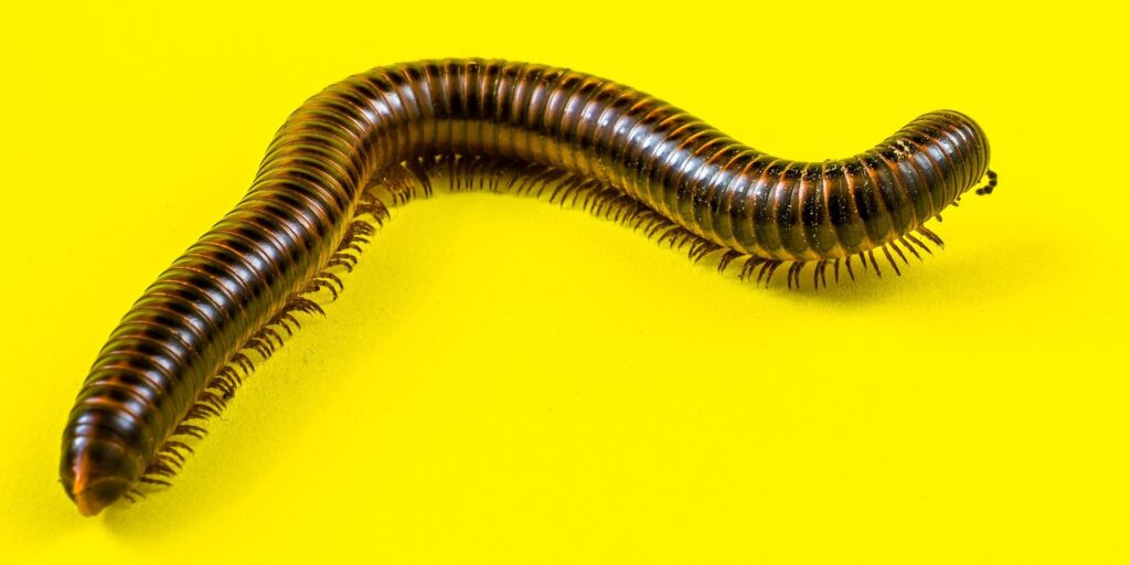 millipede